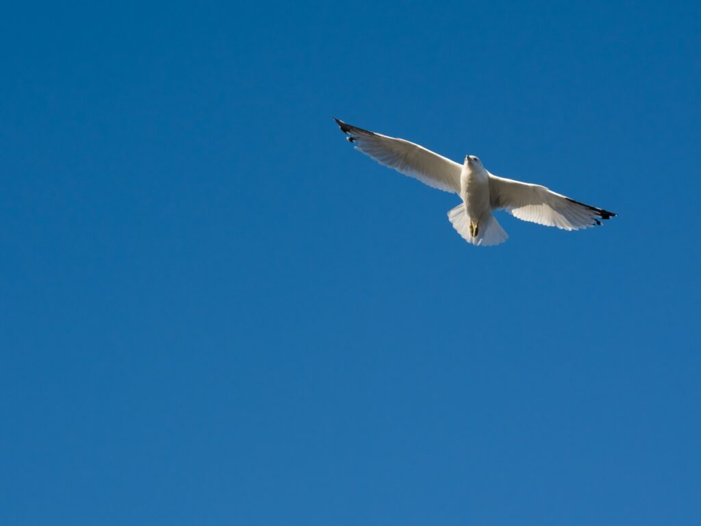 A seagull soars against a blue sky
