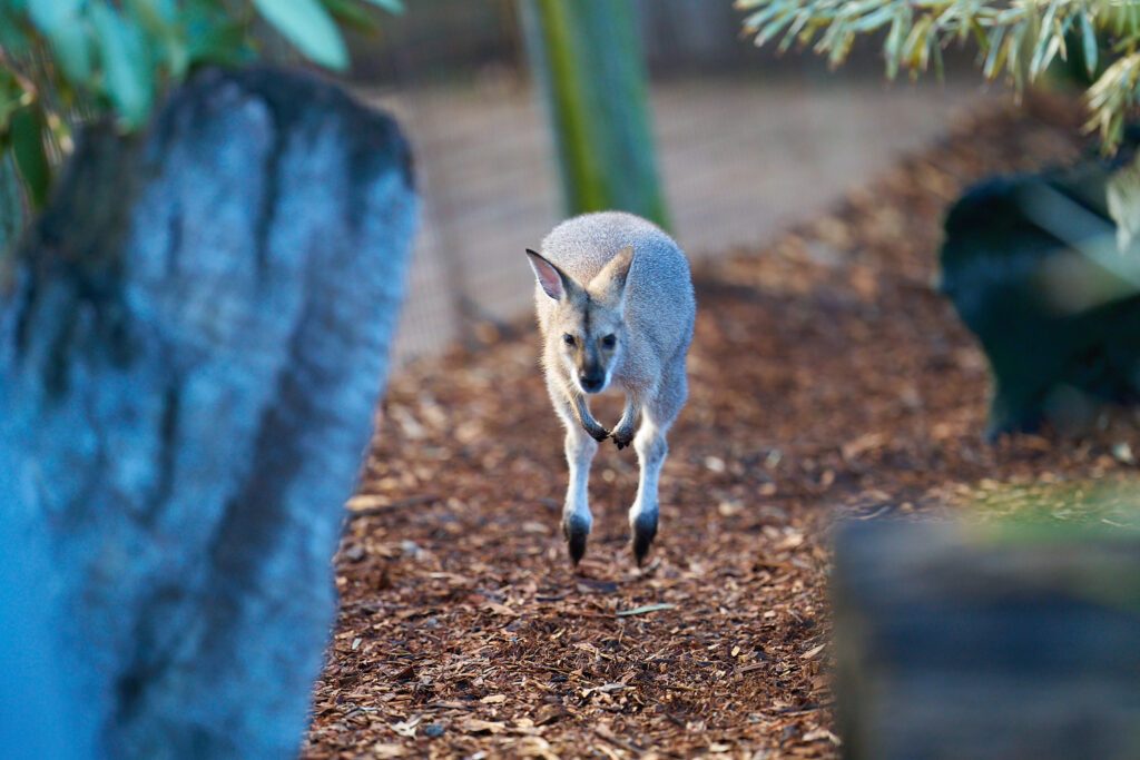 Wallaby are the smaller, cuter version of the awful regular Kangaroo