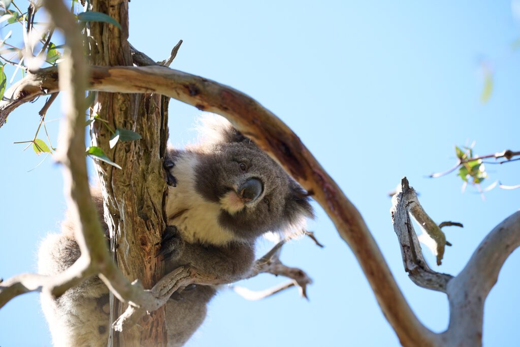 The Sigma 200mm and Sony’s Animal eye detect had no issues with the speed of a koala.
