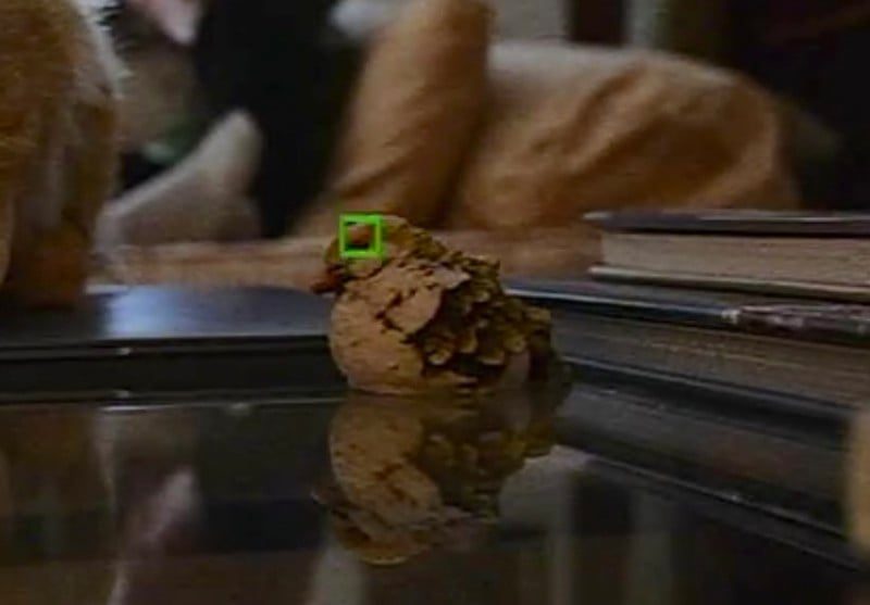 A crop of the bird eye AF detection.