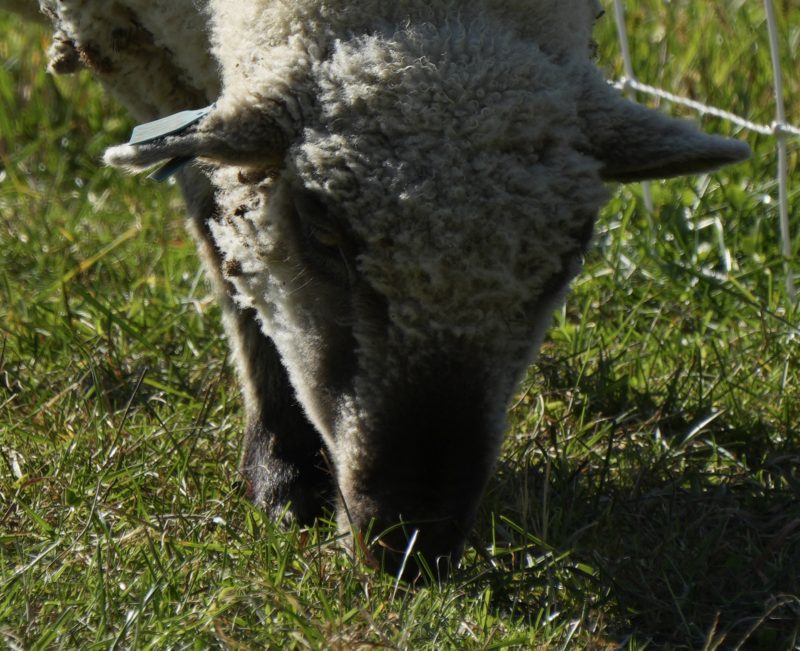 Hard to see on the web, but the sheep’s eye is in focus.